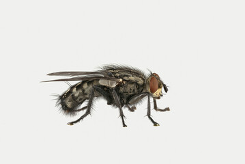 Graue Fleischfliege (Sarcophaga carnaria), Deutschland