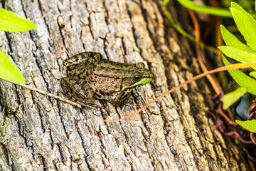 Frog on Log