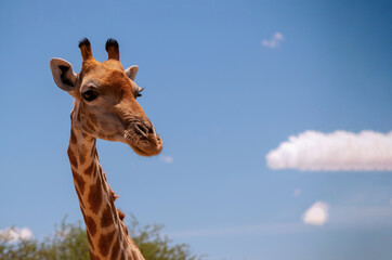 Wild african animal . Close up of large common  Namibian giraffe on the summer blue sky.