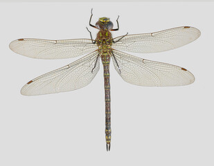Blaugrüne Mosaikjungfer (Aeshna cyanea), Deutschland