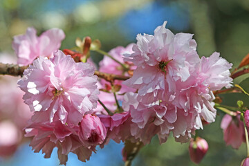 Ornamental cherry tree blossom in Spring	