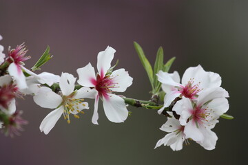 A branch of a blooming almond tree
