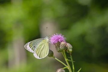 Small cabbage white butterfly (Pieris rapae) on a thistle flower.