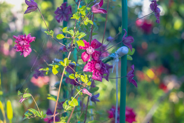 Purple clematis flowers on the support curl in summer