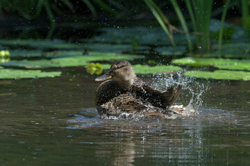 Stockente (Anas platyrhynchos) beim baden, Deutschland