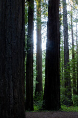 Redwood trees with Light coming through shot in forest off of Avenue of the Giants in California