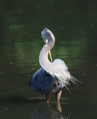 Great Blue Heron twisting its neck to look behind it, like a contortionist. 
