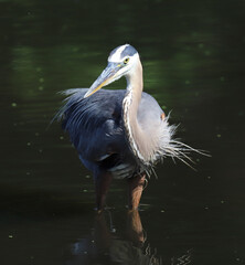 Great Blue heron wading in lake with dark background.