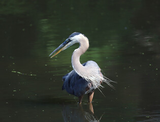 Great Blue Heron turning neck into S-shape looking to side. 