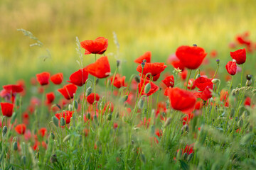 Red poppies in the field