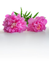 Pink Peonies on white background. Two flowers lie on windowsill