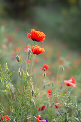 Red poppies in the field