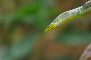 The gonyosoma green snake is a very low venom and harmless snake.