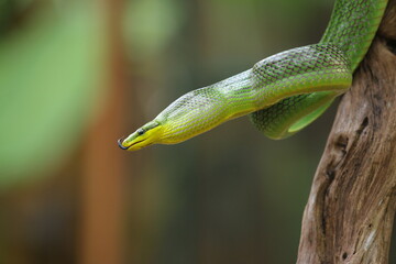 The gonyosoma green snake is a very low venom and harmless snake.