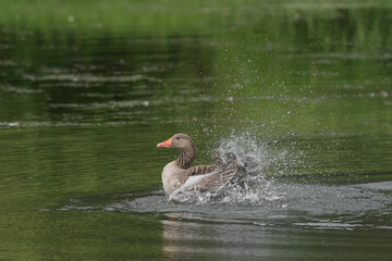 Graugans (Anser anser) beim baden