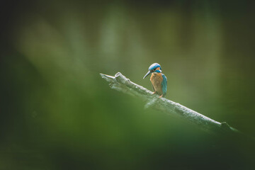Eisvogel auf Ast
