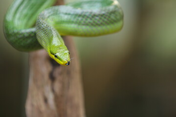 The gonyosoma green snake is a very low venom and harmless snake.