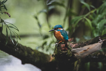 Eisvogel im Unterholz