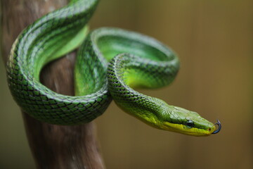 The gonyosoma green snake is a very low venom and harmless snake.