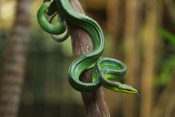 The gonyosoma green snake is a very low venom and harmless snake.