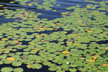 Foglie verdi dii ninfee, green water lily