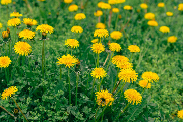Yellow dandelions in dense green grass. Green grassy field with bright yellow dandelions