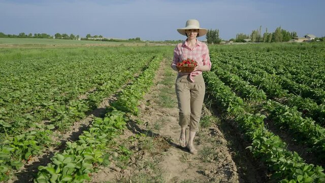 A female farmer walks through a green strawberry field with a wicker basket full of ripe strawberries picked in the field.Organic strawberries grown outdoors. Slow-motion video