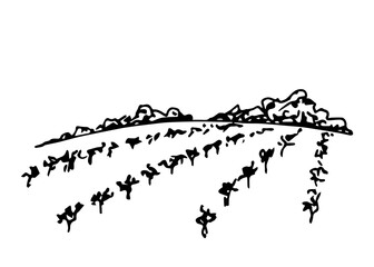 Rural landscape, vineyard, farm field, trees, rows of grape bushes. Simple hand-drawn vector drawing in black outline. Agricultural plants, plantations, organic cultivation, orchard.