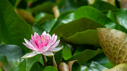 Pink water lily between green leaves