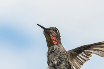 Anna's Hummingbird (Calypte anna) Head and Gorget Detail