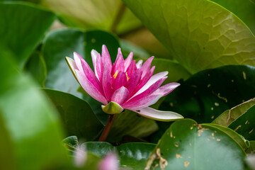 Pink water lily between green leaves