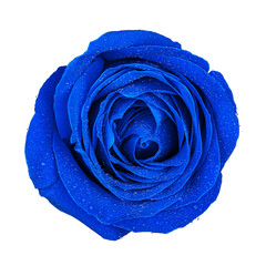 Blue rose isolated on white background - obrazy, fototapety, plakaty