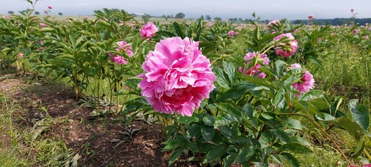 pink tulips in spring