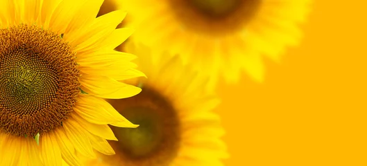 Gardinen Sonnenblumen-Hintergrund © natrot