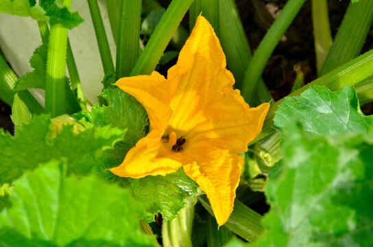 Shadows from the leaves fall on the pumpkin flower illuminated by the sun A bee crawled inside the flower.