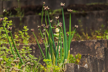 Gartenpflanze