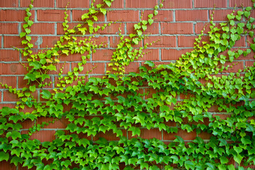 Red bricks wall and green ivy.
