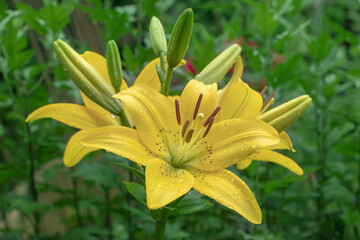 Yellow Planet Lily Lilium - variety is a tubular hybrid of lilies, a genus of plants of the Liliaceae family. Perennial herbs, equipped with bulbs consisting of fleshy grassroots pinkish leaves.