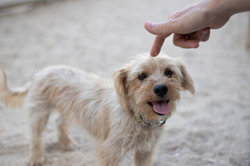 hand stroking small dog's head outdoors