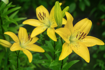 Fototapeta na wymiar Yellow Planet Lily Lilium - variety is a tubular hybrid of lilies, a genus of plants of the Liliaceae family. Perennial herbs, equipped with bulbs consisting of fleshy grassroots pinkish leaves.