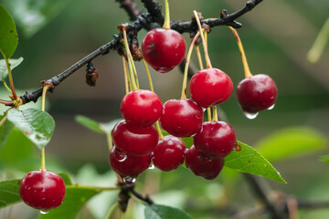Ripe cherries hanging from a cherry tree branch. Water droplets on fruits, cherry orchard after the rain