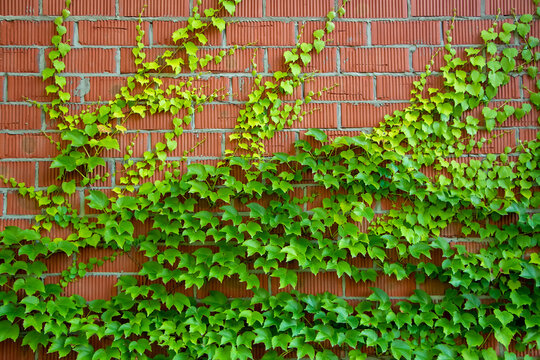 4,439 BEST Red Brick Wall Vines IMAGES, STOCK PHOTOS & VECTORS | Adobe ...