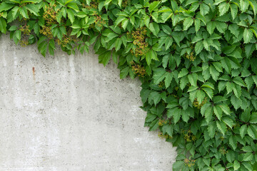 Background old wall and ivy leaves