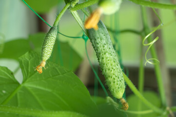 Young plant cucumber with yellow flowers. Juicy fresh cucumber close-up macro on a background of leaves