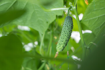 cucumbers in the garden