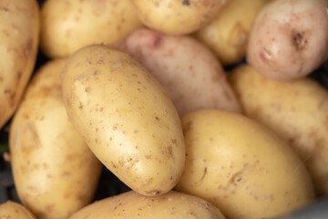 Fresh organic young potatoes sold on market