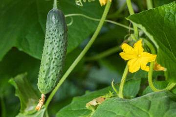 cucumber on a flower