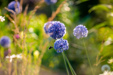bumblebee flies to the blue flowers on a summer day