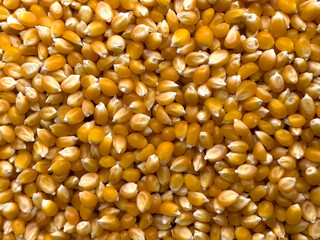 Yellow corn seed background. Close up of food grains.