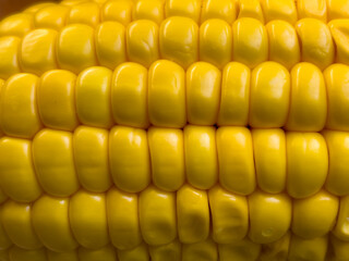 Close-up corn kernels